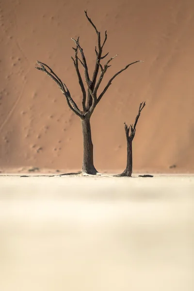 Dead trees in Deadvlei, Namibia. — Stock Photo, Image