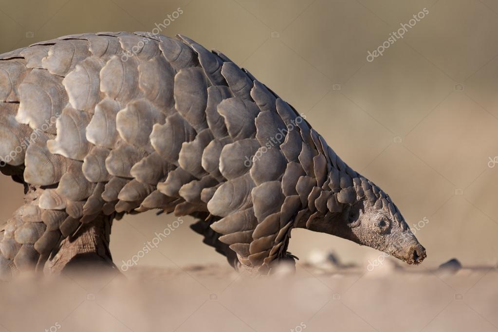 pangolin #hashtag
