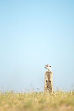 Meerkat in Botswana clipart