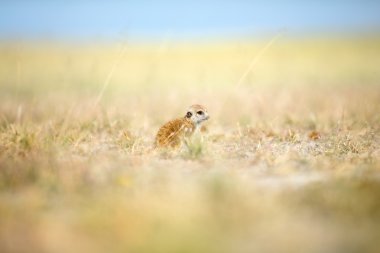 Meerkat Botsvana