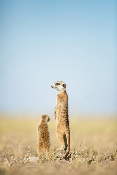 보츠와나에 있는 Meerkat — 스톡 사진