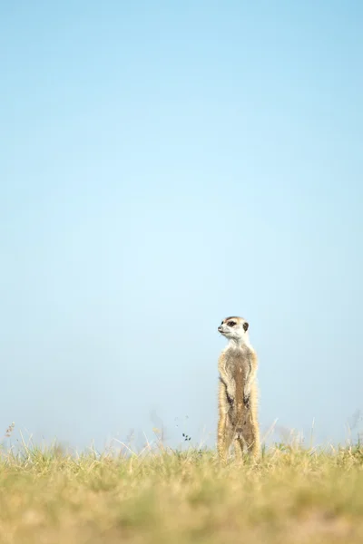 Meerkat in Botswana — Stock Photo, Image