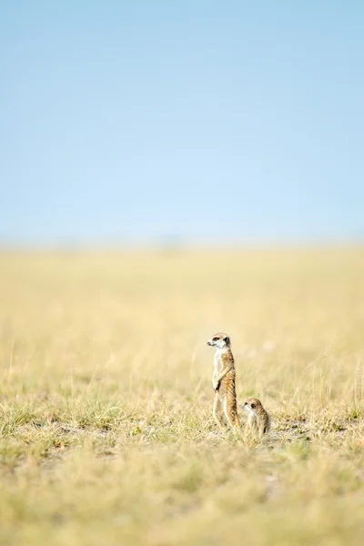 Meerkat in Botswana — Stock Photo, Image