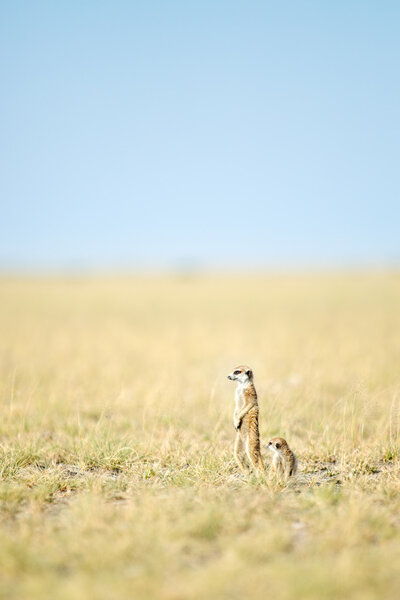 Meerkat in Botswana