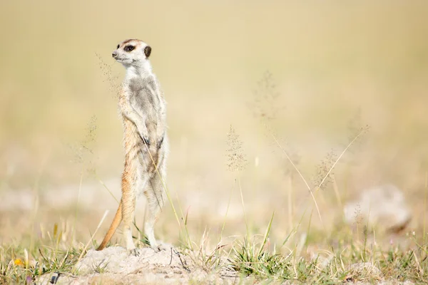 Meerkat em Botsuana — Fotografia de Stock