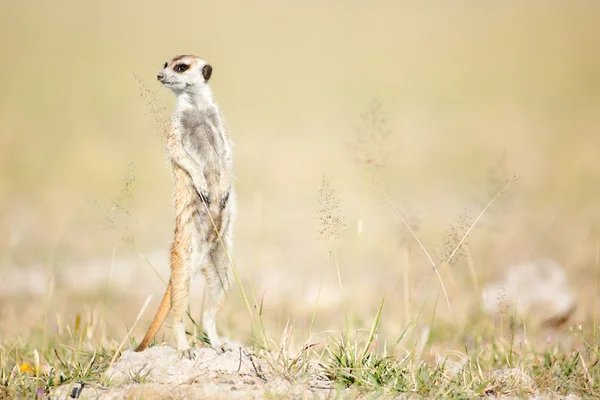 Surikat i Botswana — Stockfoto