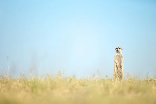 보츠와나에 있는 Meerkat — 스톡 사진