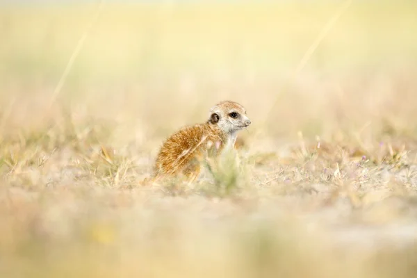 Meerkat em Botsuana — Fotografia de Stock