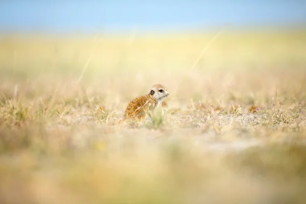 Erdmännchen in Botswana — Stockfoto