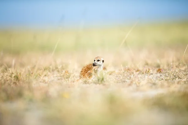 보츠와나에 있는 Meerkat — 스톡 사진