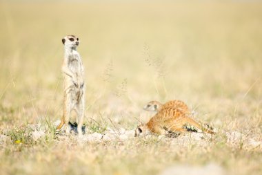 Meerkat Botsvana