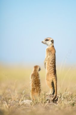 Meerkat in Botswana clipart