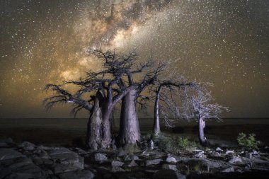 Baobab ağacının altında Samanyolu