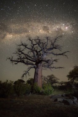 Baobab ağacının altında Samanyolu