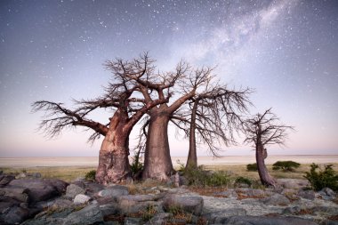 Baobab ağacının altında Samanyolu