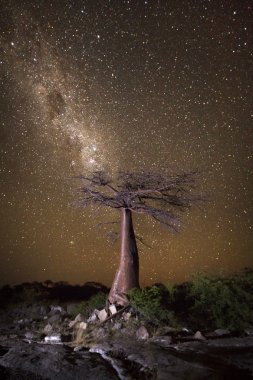 Baobab ağacının altında Samanyolu