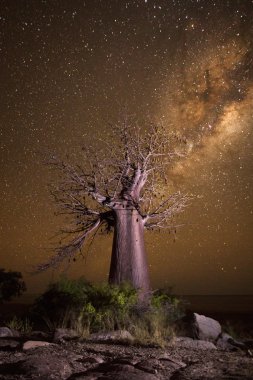Baobab ağacının altında Samanyolu