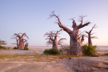 Baobab trees on Kubu Island clipart