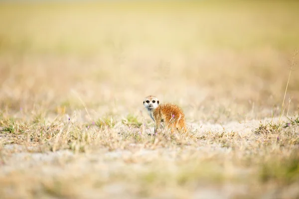 Meerkat em Botsuana — Fotografia de Stock