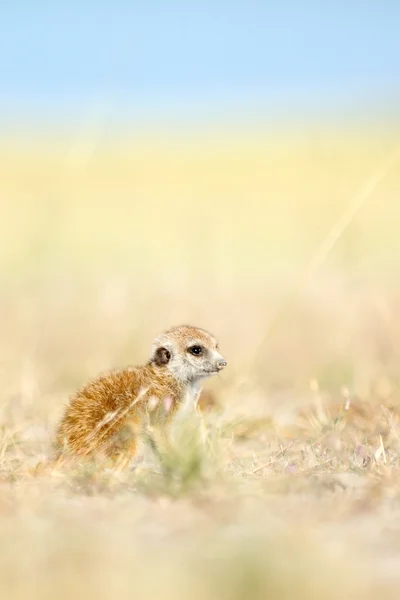 Meerkat em Botsuana — Fotografia de Stock