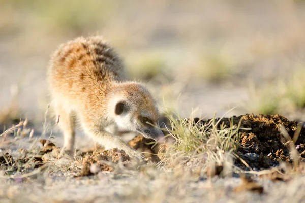 Meerkat Μποτσουάνας — Φωτογραφία Αρχείου