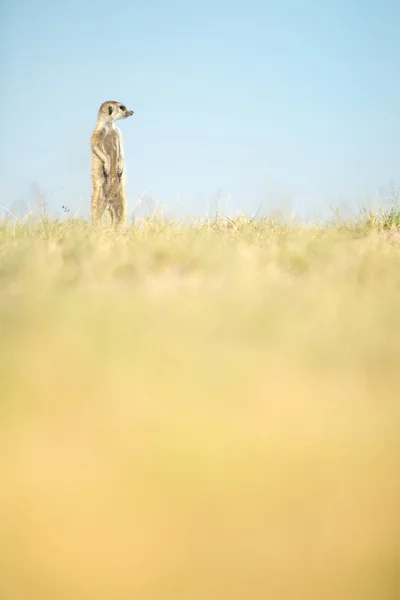 Meerkat Botsvana — Stok fotoğraf
