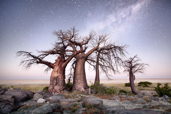 Baobab strom pod mléčnou dráhu — Stock fotografie