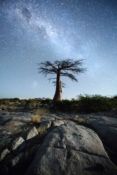 天の川の下でバオバブの木 — ストック写真