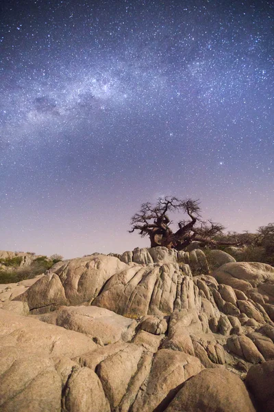 Baobab tree under the Milky way — Stock Photo, Image