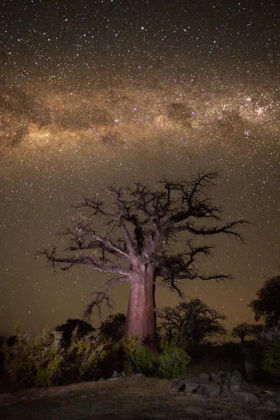 Baobab tree under the Milky way — Stock Photo, Image