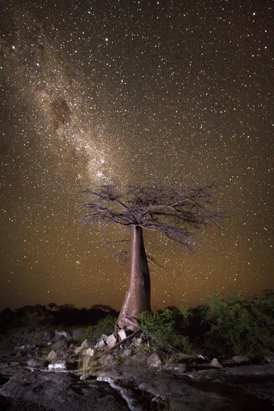 Baobá árvore sob a forma leitosa — Fotografia de Stock