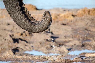 Botswana'da fil