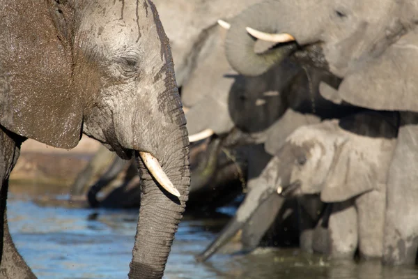 Botswana'da fil — Stok fotoğraf