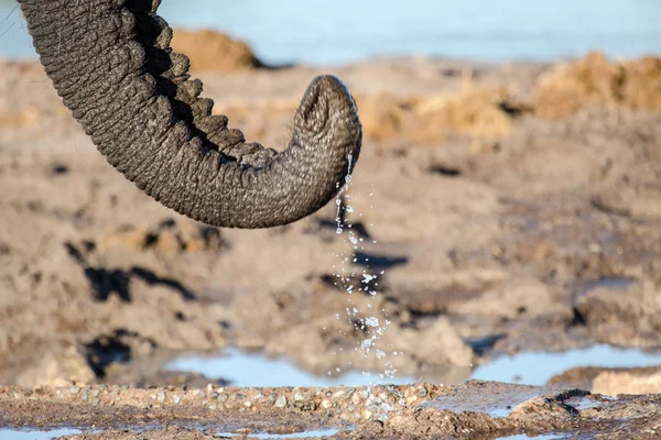 Elefante in Botswana — Foto Stock