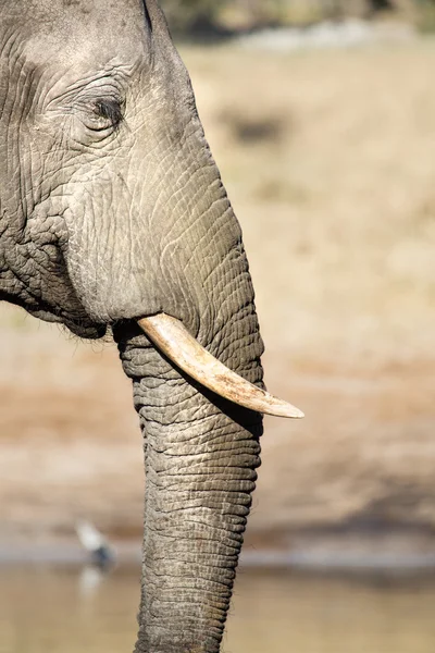 Botswana'da fil — Stok fotoğraf