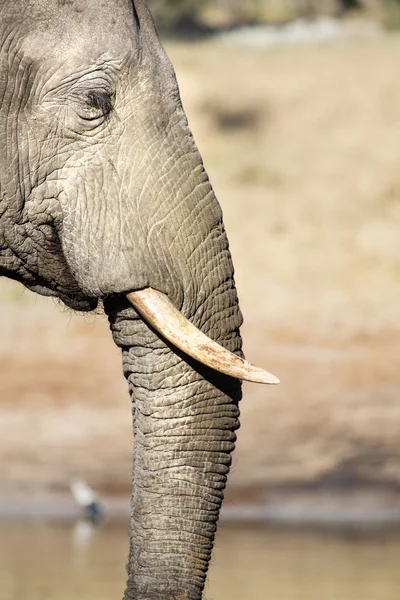 Elefante en Botswana — Foto de Stock