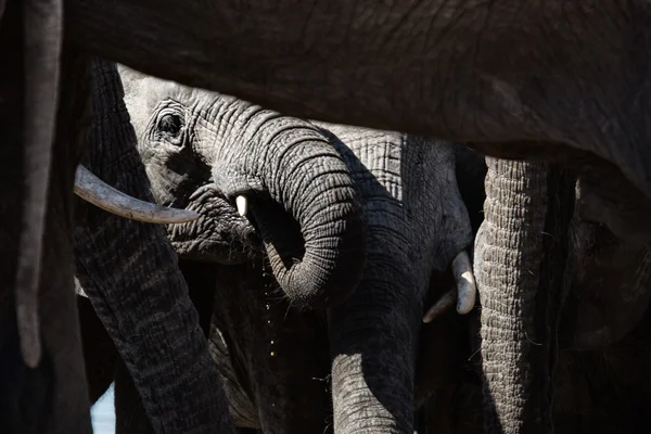 Elefante no Botsuana — Fotografia de Stock