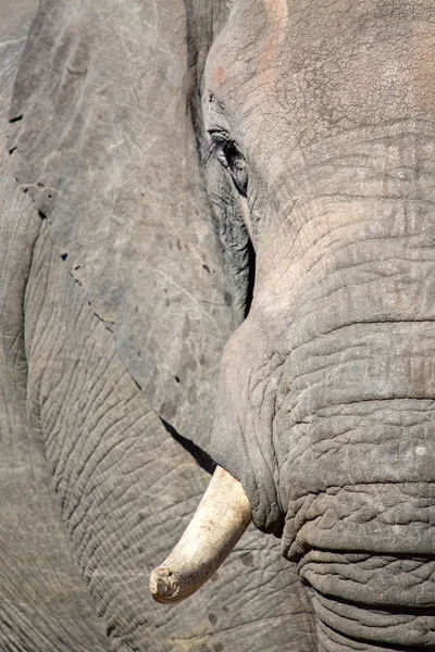 Słoń w Botswanie — Zdjęcie stockowe