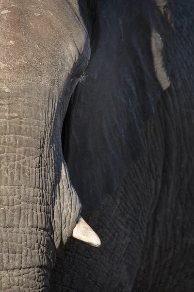 アフリカのオスのゾウ — ストック写真