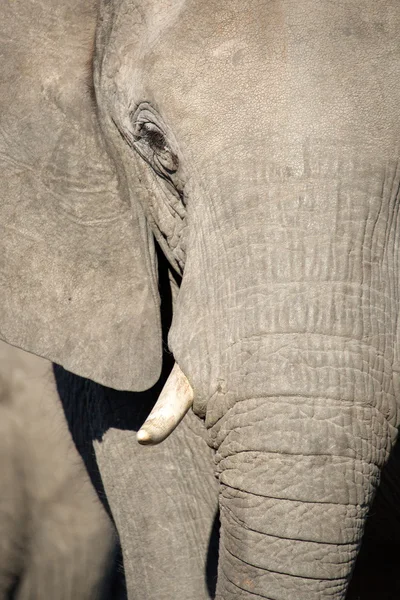 Bull Elephant in Africa — Stock Photo, Image