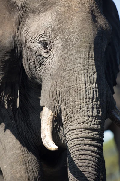 Bull słoń w Afryce — Zdjęcie stockowe