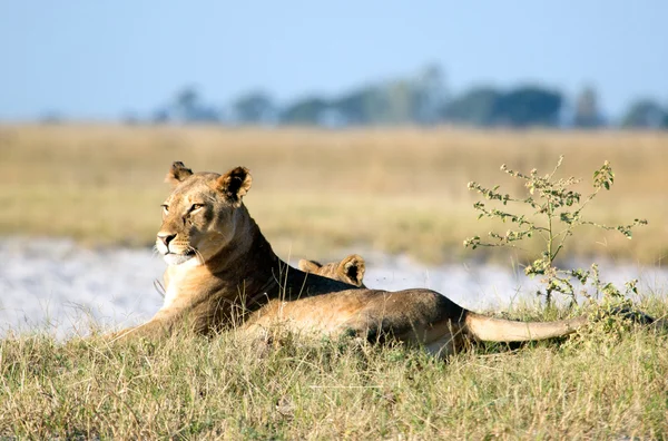Löwe im Chobe-Nationalpark — Stockfoto