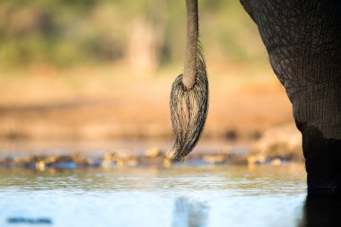 Botswana'da fil