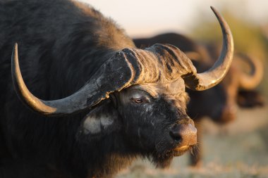 Buffalo. big 5 parçası