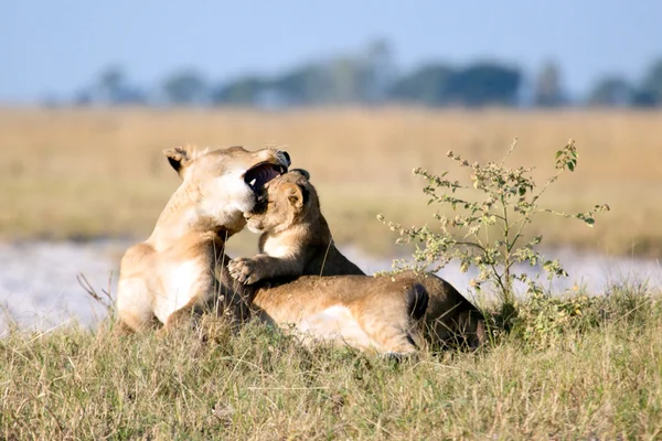 Lion in Chobe National Park — Stockfoto