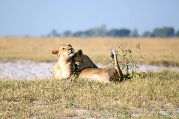 Leone nel Parco Nazionale del Coro — Foto Stock