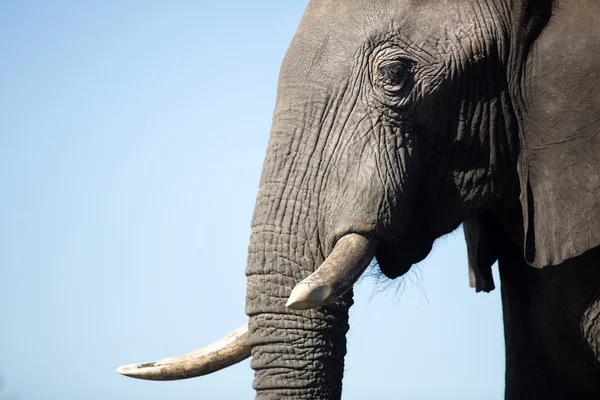 Bull olifant in Afrika — Stockfoto