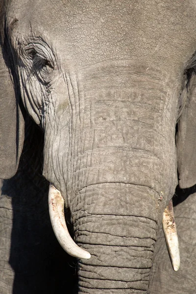 Bull olifant in Afrika — Stockfoto