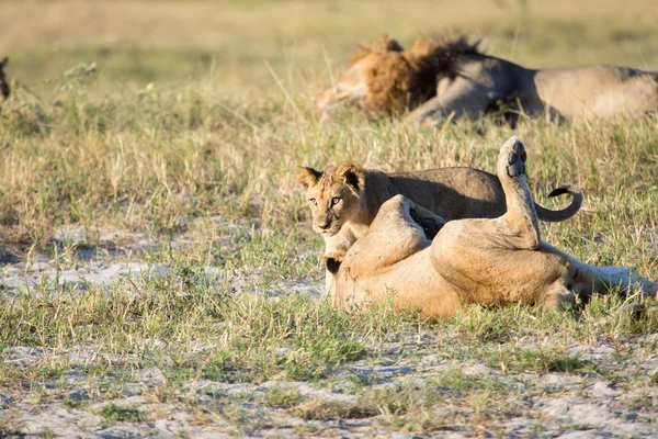 Aslan chobe Ulusal Parkı — Stok fotoğraf