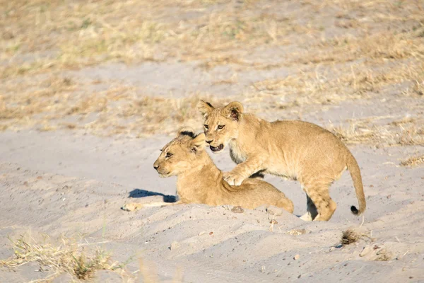 León cachorro tiempo de juego — Foto de Stock